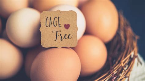Cage Free Eggs.